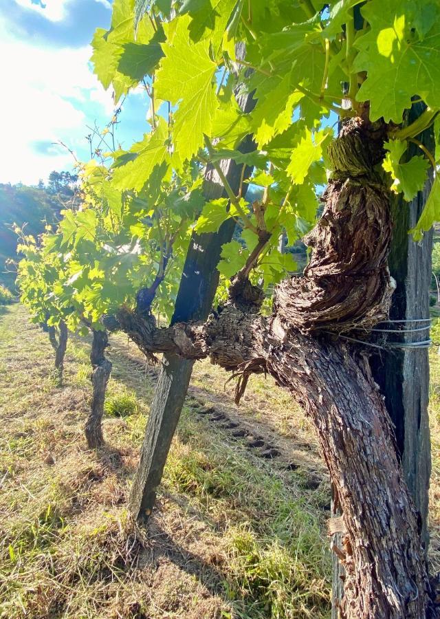 Private Douro- Quinta Das Susandas Mesão Frio Exteriér fotografie