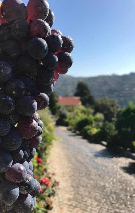 Private Douro- Quinta Das Susandas Mesão Frio Exteriér fotografie